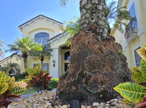 A Brevard County home and palms lit with warm landscape lighting at night