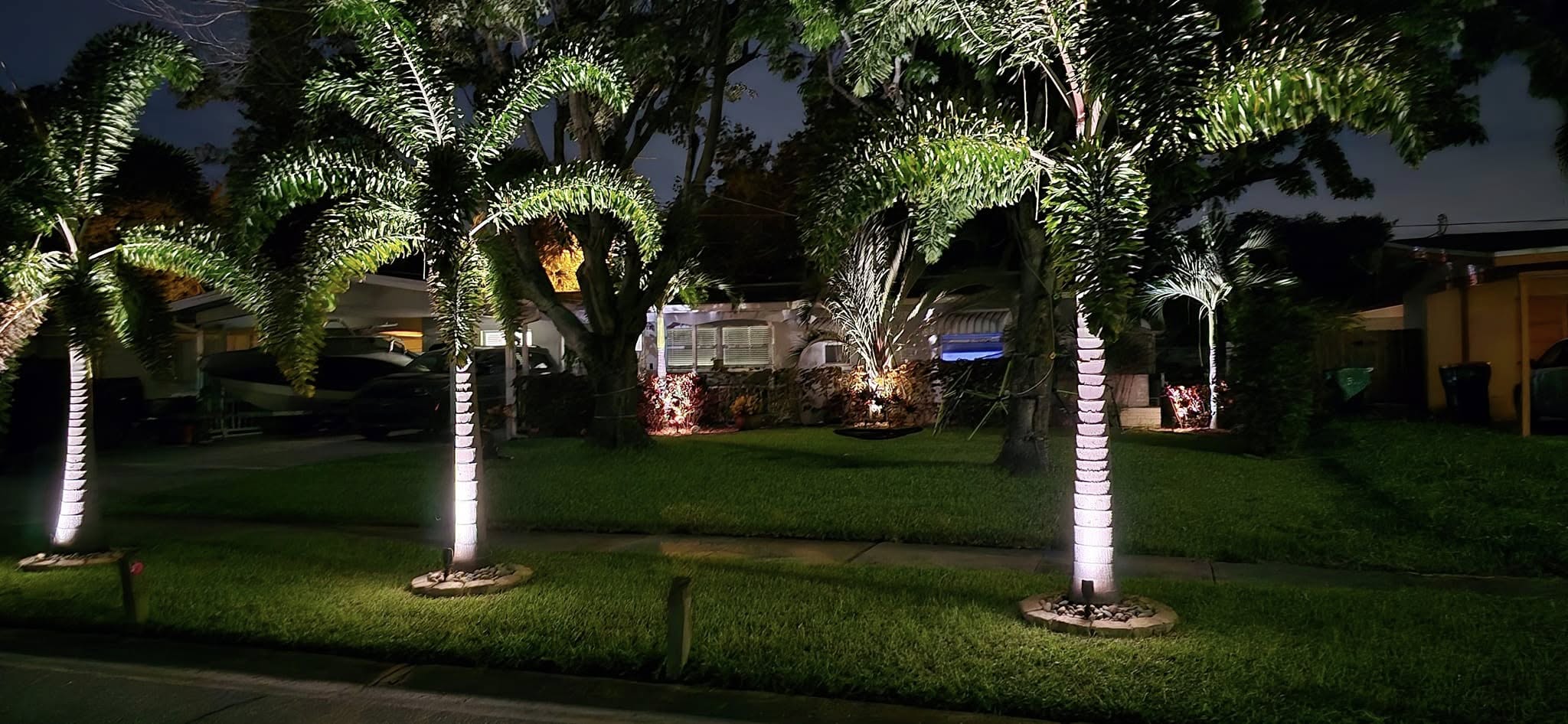 Uplit tree canopy over a lawn at night